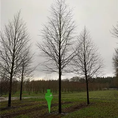 Sol Baum 7xv mDb 300-400 x 700-900 50- 60 - Winterlinde - Tilia cordata - Collection