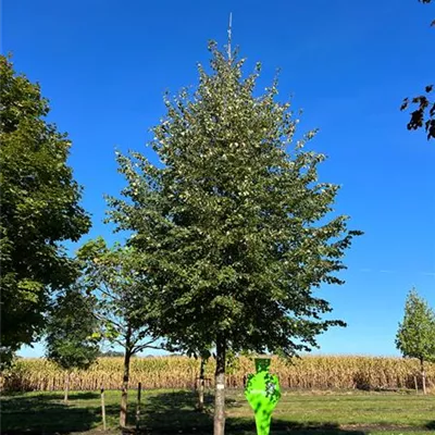 Sol Baum 7xv mDb 300-400 x 700-900 60- 70 - Winterlinde - Tilia cordata - Collection