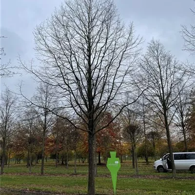 Sol Baum 8xv mDb 400-600x 900-1200 80- 90 - Winterlinde - Tilia cordata - Collection