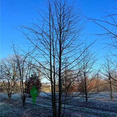 Sol Baum mehrst 8xv mDb 400-600 x 700- 800 - Winterlinde - Tilia cordata - Collection