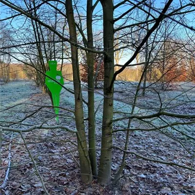 Sol Baum mehrst 8xv mDb 400-600 x 700- 800 - Winterlinde - Tilia cordata - Collection