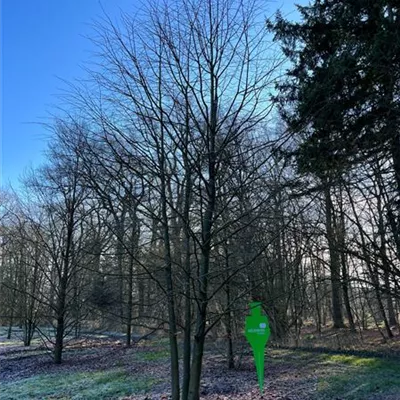 Sol Baum mehrst 8xv mDb 400-600 x 700- 800 - Winterlinde - Tilia cordata - Collection