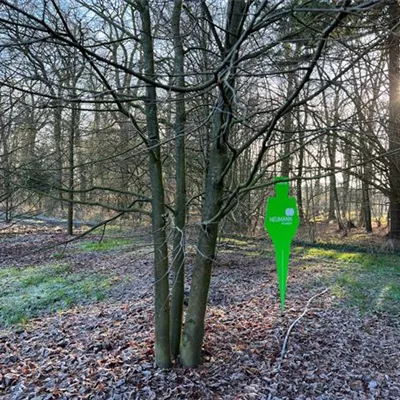 Sol Baum mehrst 8xv mDb 400-600 x 700- 800 - Winterlinde - Tilia cordata - Collection