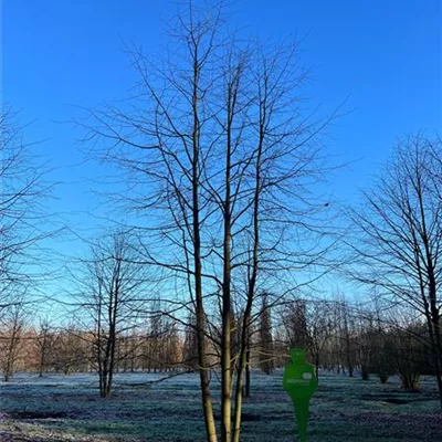 Sol Baum mehrst 8xv mDb 400-600 x 700- 800 - Winterlinde - Tilia cordata - Collection