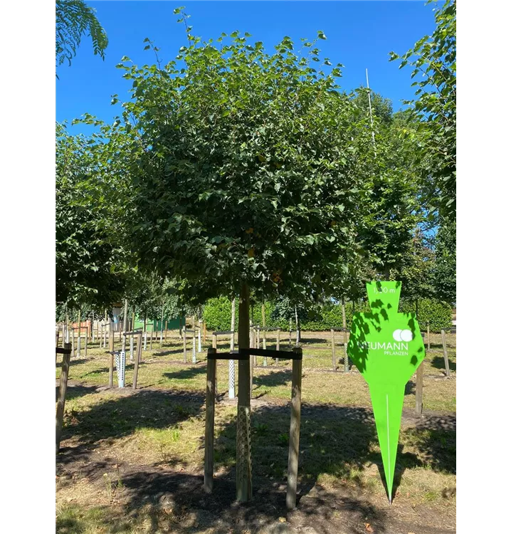 Winterlinde 'Green Globe' - Tilia cordata 'Green Globe' - Collection