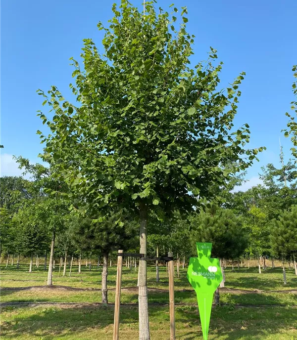 Tilia europaea 'Pallida' - Collection