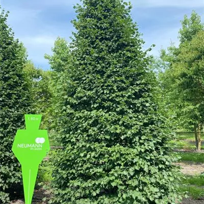Kegel 6xv mDb 400- 450 - Kaiserlinde 'Pallida' - Tilia europaea 'Pallida' - Collection