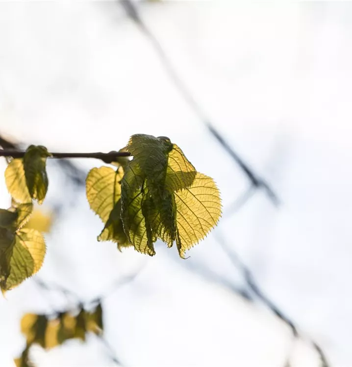 Sommerlinde - Tilia platyphyllos - Collection