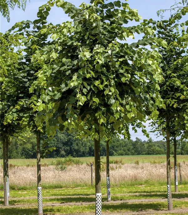 Tilia tomentosa 'Brabant' - Collection