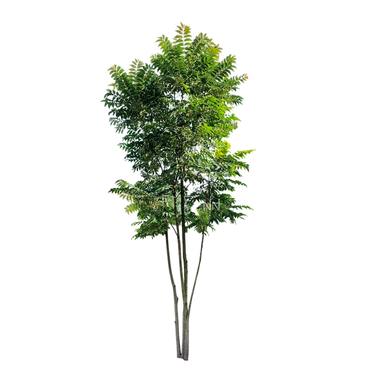 Surenbaum 'Flamingo' - Toona sinensis 'Flamingo' - Collection