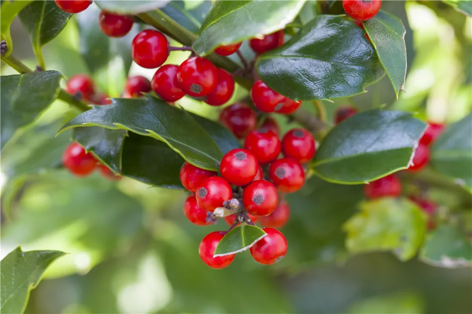 Ilex meserveae (x) 'Blue Princess', Stechpalme