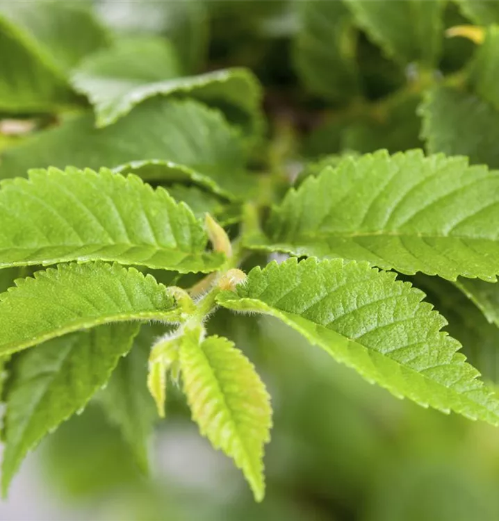 Feldulme - Ulmus carpinifolia - Collection