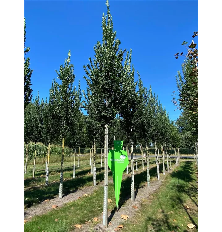Ulme 'Columella' -S- - Ulmus 'Columella' -S- - Collection