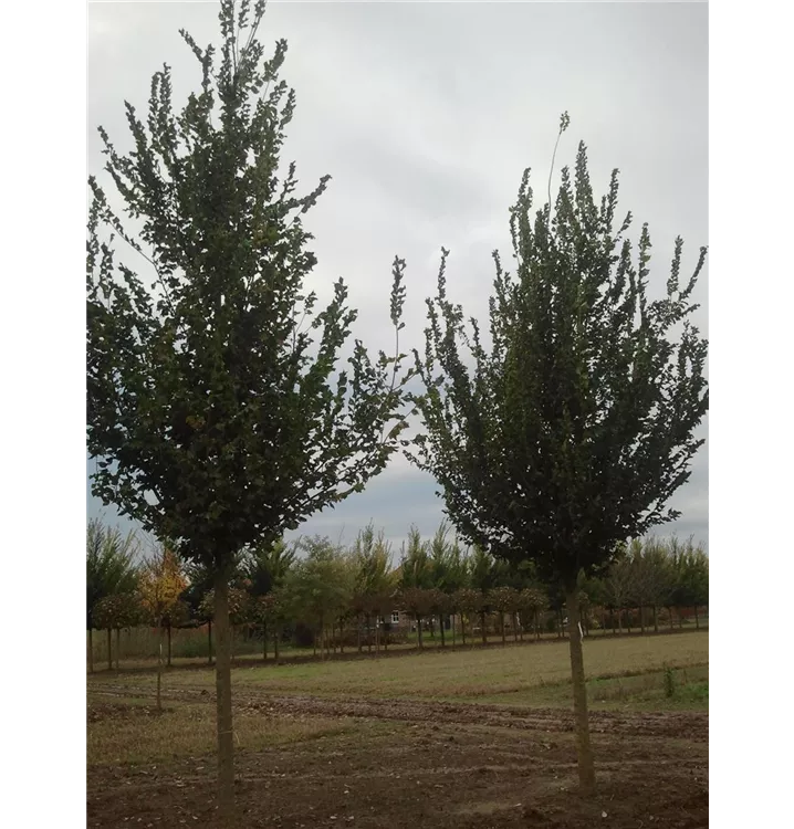 Bergulme - Ulmus glabra - Collection