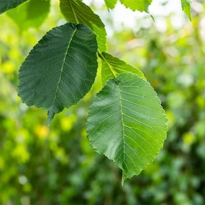 H 3xv mDb 10- 12 - Laubenulme 'Camperdownii' - Ulmus glabra 'Camperdownii' - Collection