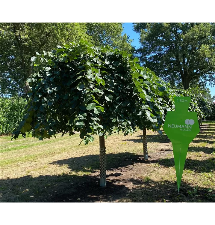 Laubenulme 'Pendula' - Ulmus glabra 'Pendula' - Collection