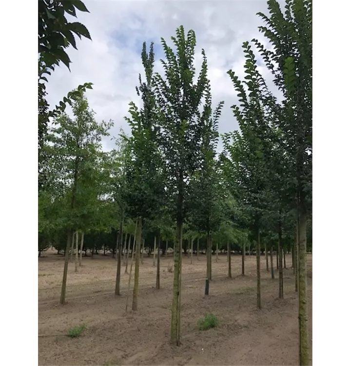 Europäische Weissulme - Ulmus laevis - Collection