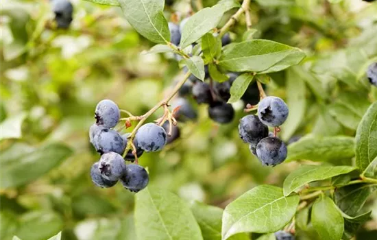 Vaccinium corymb.'Berkeley' CAC - Collection