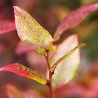 C 3 30- 40 - Heidelbeere 'Bluecrop' - Vaccinium corymb.'Bluecrop' CAC - Collection