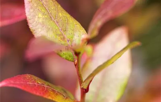 Vaccinium corymb.'Bluecrop' CAC - Collection