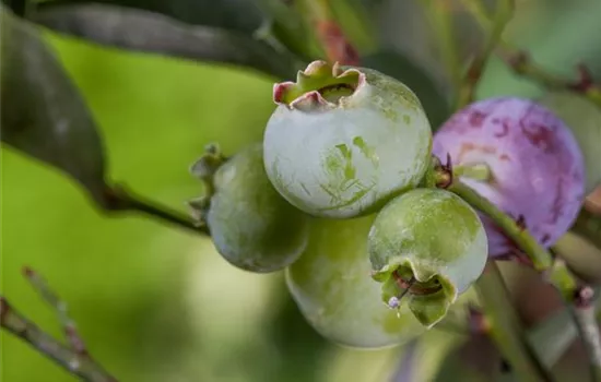 Vaccinium corymb.'Bluegold' CAC - Collection