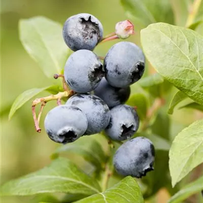 C 3 30- 40 - Heidelbeere 'Reka' -R- - Vaccinium corymb.'Reka' -R- CAC - Collection