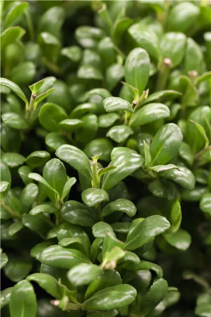 taxus baccata 180-200 Taxus baccata Solitär kaufen? Bestellen Sie einfach online beim Züchter