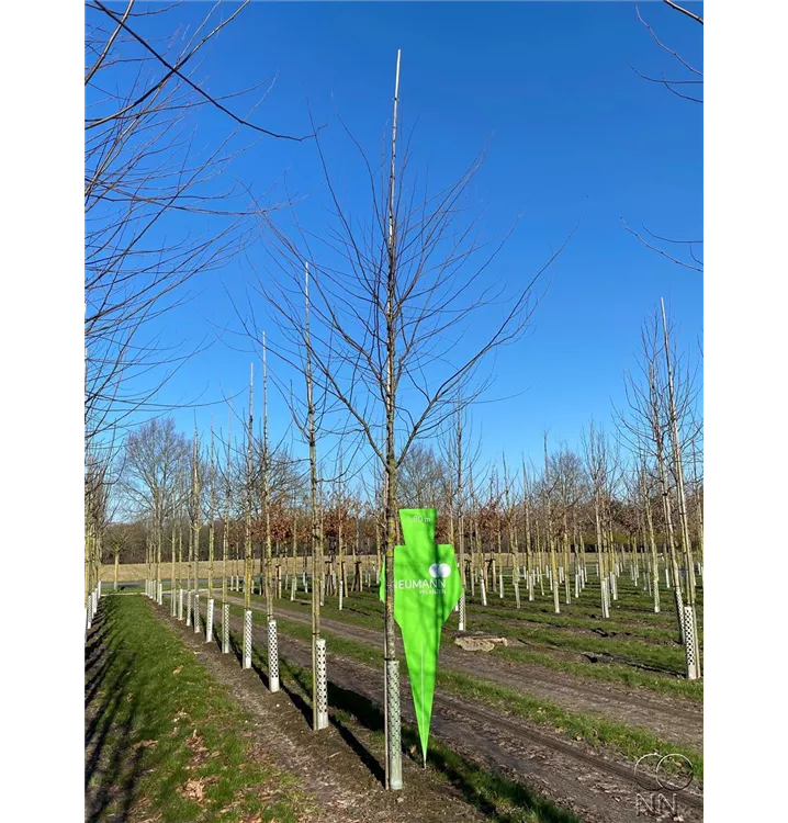Japanische Zelkove - Zelkova serrata - Collection