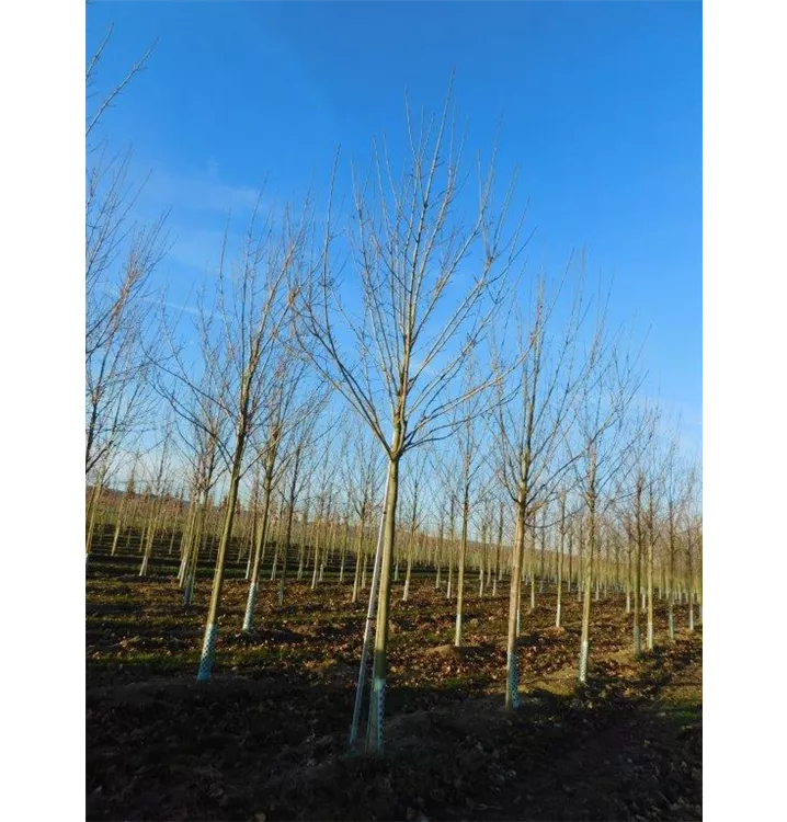 Spitzahorn 'Allershausen' -S- - Acer platanoides 'Allershausen' -S- - Collection