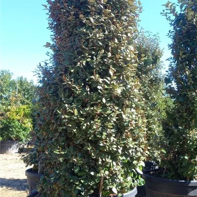 C/ 300-350 - Wintergrüne Ölweide - Elaeagnus x ebbingei - Collection