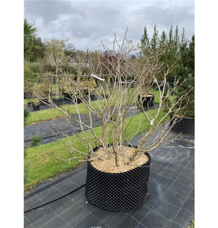 Sommer-Magnolie - Magnolia sieboldii - Collection