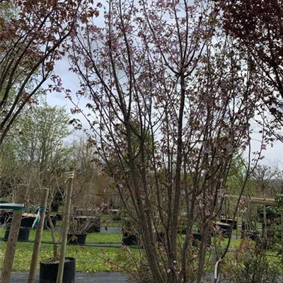 Schirmform 350-400 - Synonym - Prunus sargentii 'Rancho' - Collection