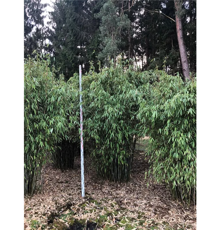 Schirmbambus 'Campbell' - Fargesia robusta 'Campbell' - Collection