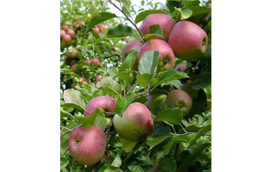 Malus (Apfel) 'Sauergrauech' rot
