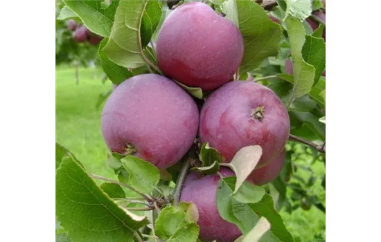 Malus (Apfel) 'Spartan'