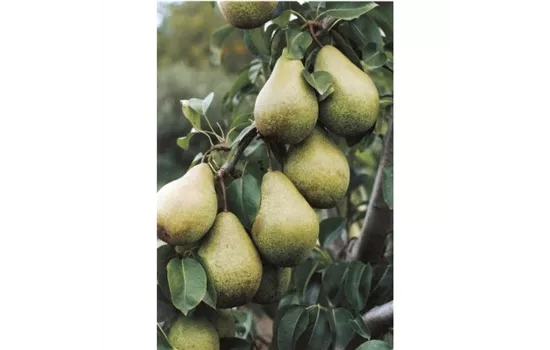 Pyrus (Birne) 'Novembra'