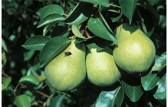 Pyrus (Birne) 'Williams Christbirne''