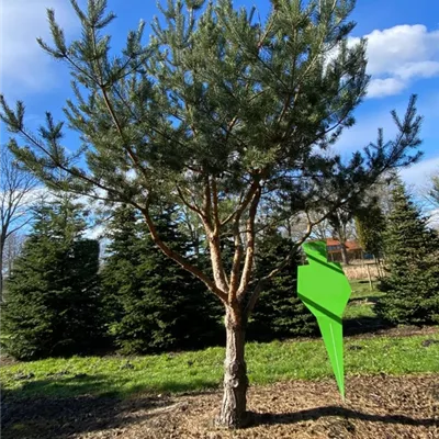 mit Ballen Höhe 450-500 Breite 300-400 - Wald-Kiefer - Charakterbaum - Pinus sylvestris - Charakterbaum 