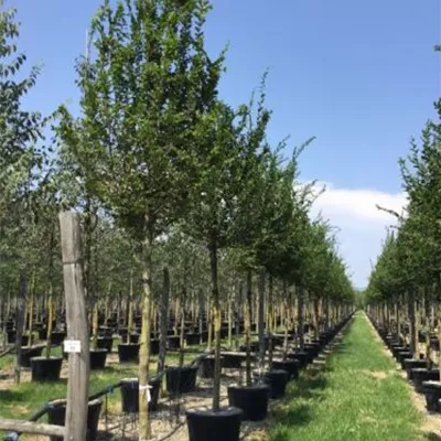 Hochstamm im Container Stammumfang 20 - 25cm - Hainbuche - Carpinus betulus - Solitär