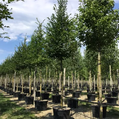 Hochstamm im Container Stammumfang 25 - 30cm - Hainbuche - Carpinus betulus - Solitär