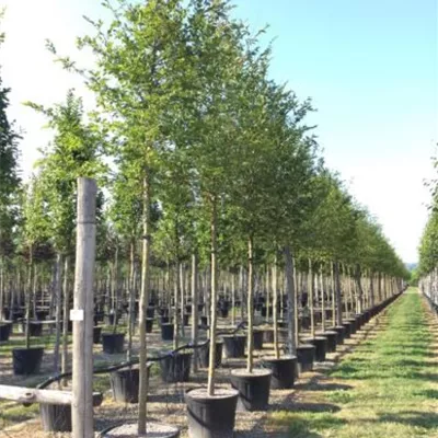 Hochstamm im Container Stammumfang 18 - 20cm - Hainbuche - Carpinus betulus - Solitär