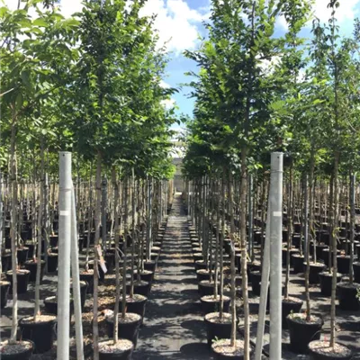 Hochstamm im Container Stammumfang 12 - 14cm - Hainbuche - Carpinus betulus - Solitär