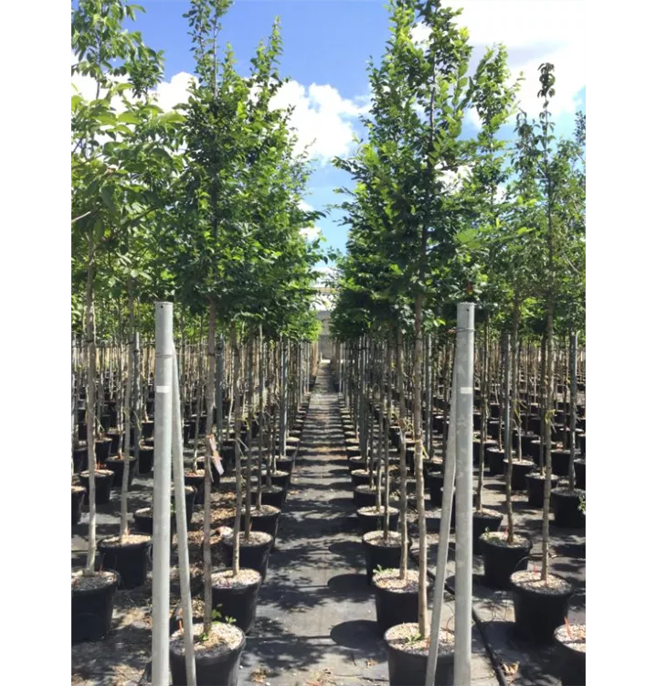 Hainbuche - Carpinus betulus - Solitär