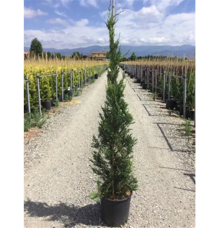 Leylandzypresse Heckenpflanze - Cupressocyparis (x) leylandii Heckenpflanze