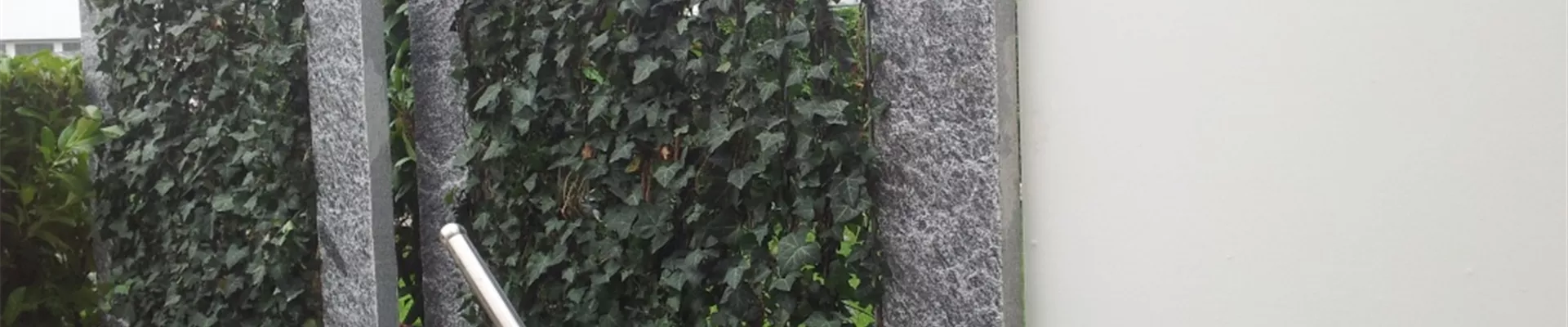 Bodendecker online kaufen | Bauer Baumschulen AG Bodendecker online kaufen | Bauer Baumschulen AG