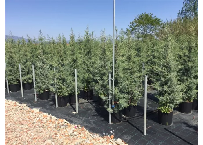 Cupressus arizonica 'Fastigiata' Heckenpflanze