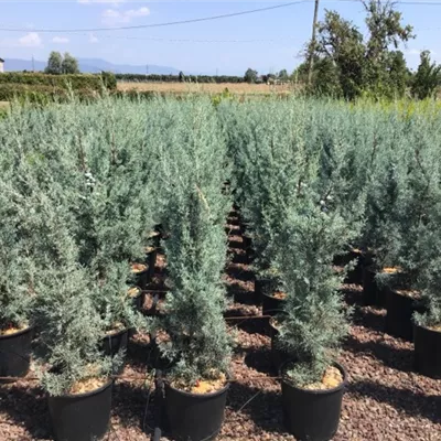 Topfgrösse 10 Liter 80-100cm - Säulen-Arizona-Zypresse 'Fastigiata' Heckenpflanze - Cupressus arizonica 'Fastigiata' Heckenpflanze