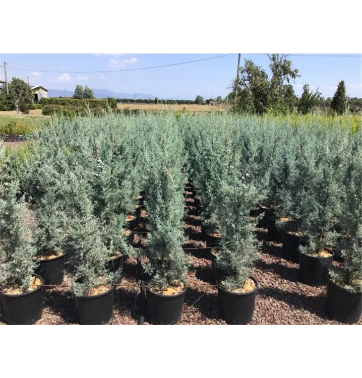 Säulen-Arizona-Zypresse 'Fastigiata' Heckenpflanze - Cupressus arizonica 'Fastigiata' Heckenpflanze