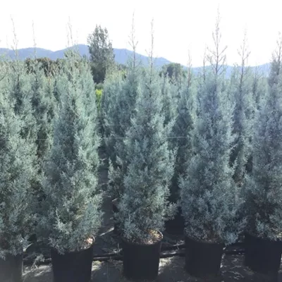 Topfgrösse 18 Liter 125-150cm - Säulen-Arizona-Zypresse 'Fastigiata' Heckenpflanze - Cupressus arizonica 'Fastigiata' Heckenpflanze