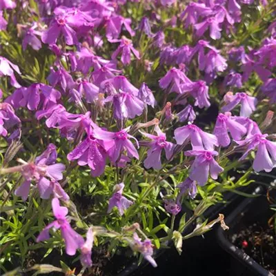 Topfgrösse 0.5 Liter - Garten-Teppich-Flammenblume 'Moerheimii' - Phlox (Subulata-Gruppe) 'Moerheimii'